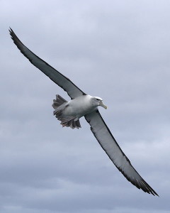 480px-Shy_albatross_in_flight