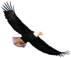 eagle_PNG1215